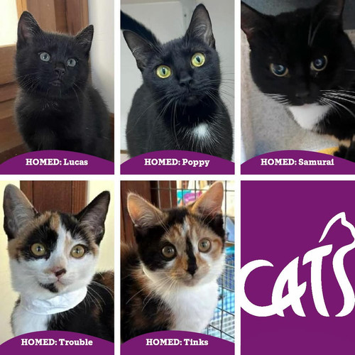 G hbJSNW8AEN6Rb?format=jpg.jpg