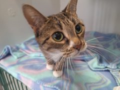 G MhyQmWMAAQvOG?format=png.png