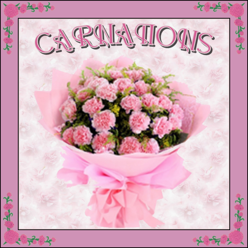 CARNATIONS