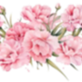 CARNATIONS