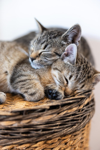 cat 1769451705 6754638.jpg