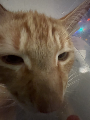 ginger the cat.jpg