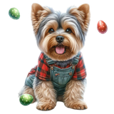 Yorkshire Terrier (5)