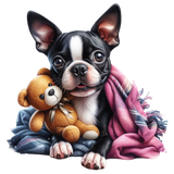 Boston Terrier (4)