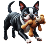 Boston Terrier (5)