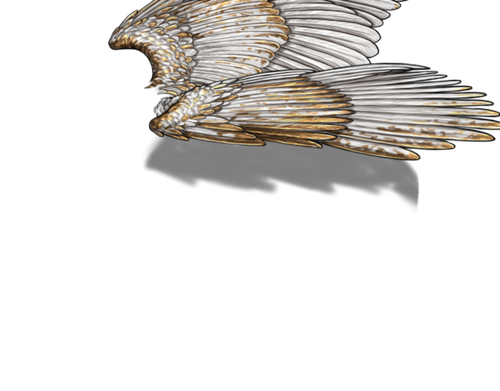 white gold m adult.png