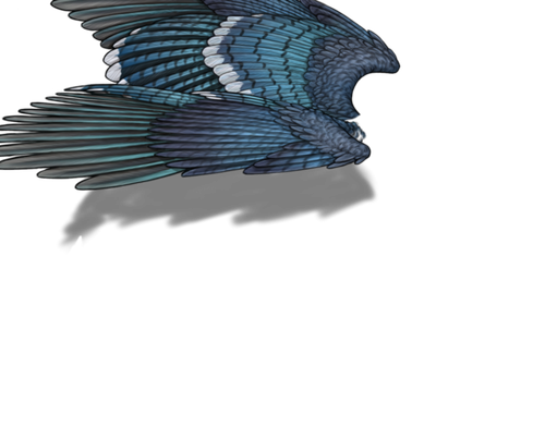 bluejay f adult.png