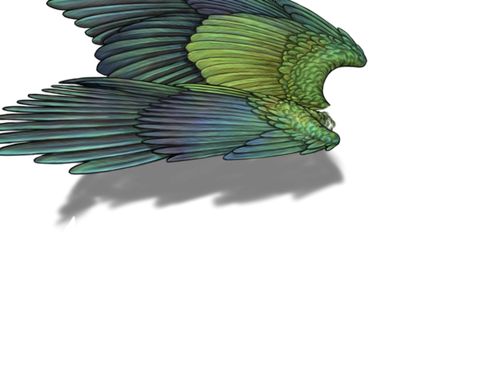 parakeet f adult.png