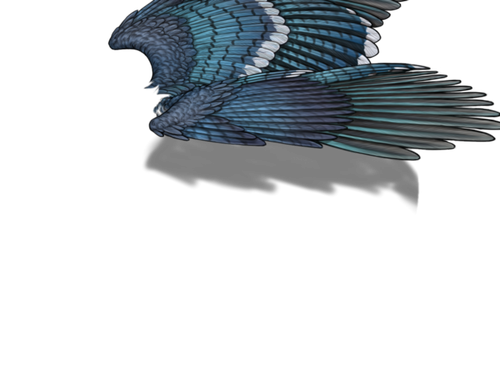 bluejay m adult.png