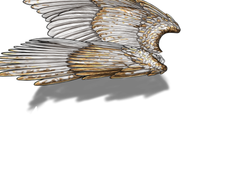 white gold f adult.png