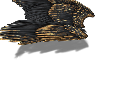 black gold f adult.png