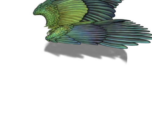 parakeet m adult.png