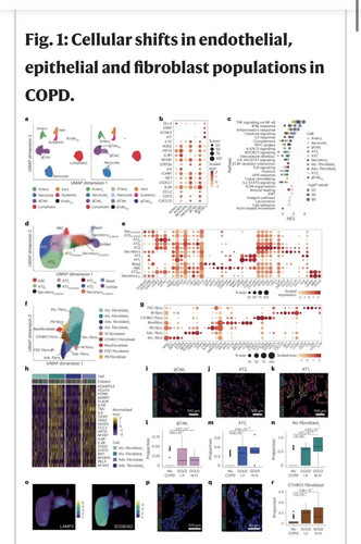 G dCiasXsAAXqCX?format=jpg.jpg
