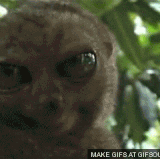 IMG 3434.gif