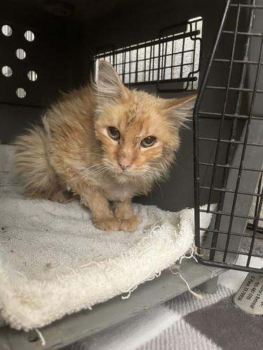 G iGalYXMAAkBmi?format=jpg.jpg