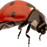 OTAM Element (88).png