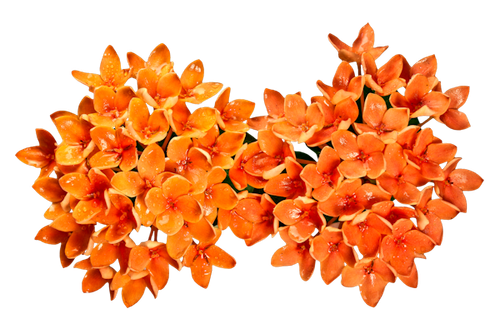 OTAM Element (150).png