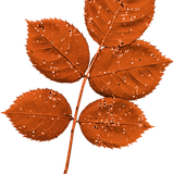 OTAM Element (151).png