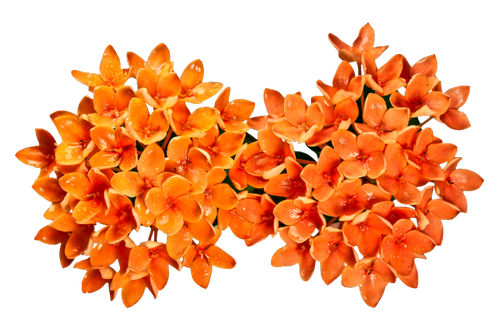 OTAM Element (137).png