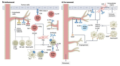 G mGsFTWUAAEQFF?format=jpg.jpg