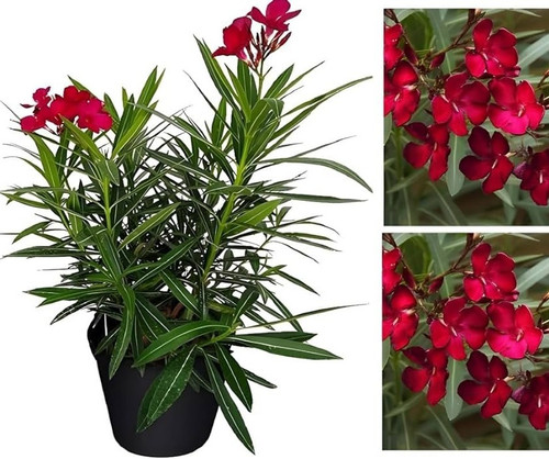 71y5n xkUeL. AC UF1000,1000 QL80.jpg