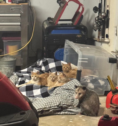 618385253 883396957996032 5761300788264203109 n.jpg