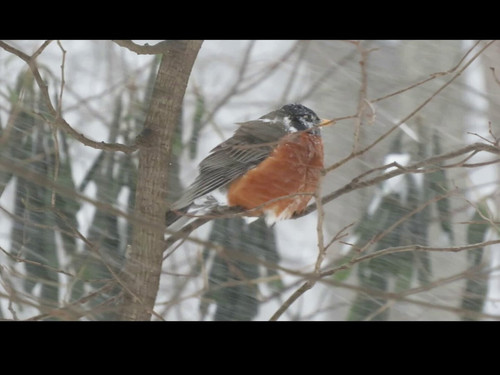 UX1s1NO3zgz zQ65.jpg