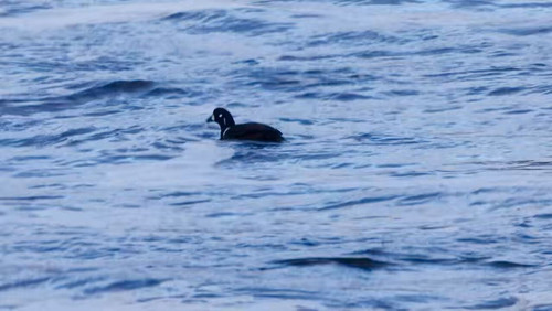 zyA8dA2xza6T PIS.jpg