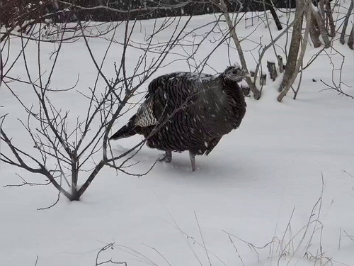 GlqCcjFP HLe0 SA.jpg