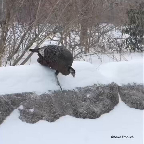 hAfJYaiWfSkJoD l.jpg