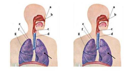 gambar organ 2.jpg