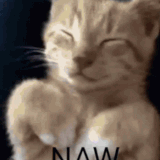 Cat-funny-memes.gif