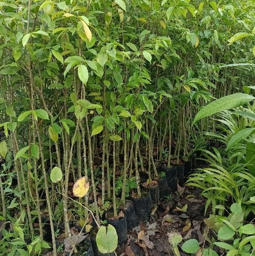 agarwood tree plants 1653161119.jpg