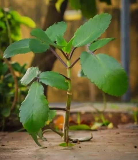 1 indian bryophyllum pinnatum pa.jpg