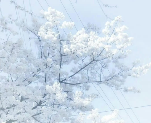 Screenshot 20260131 211909 com.xingin.xhs edit 352527840534686.png