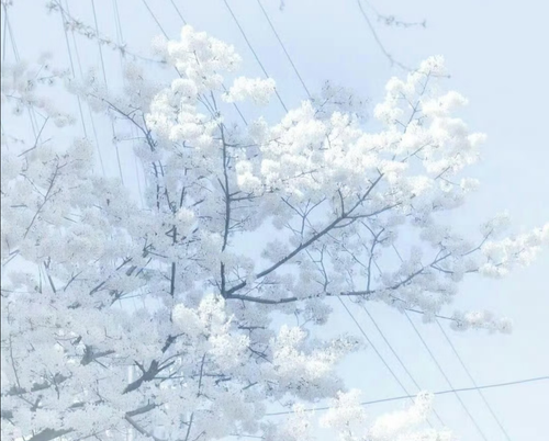 Screenshot 20260131 211909 com.xingin.xhs.png