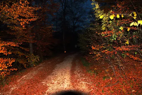 IMG 3165.webp