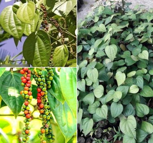 platone black pepper plantgolmor.jpg