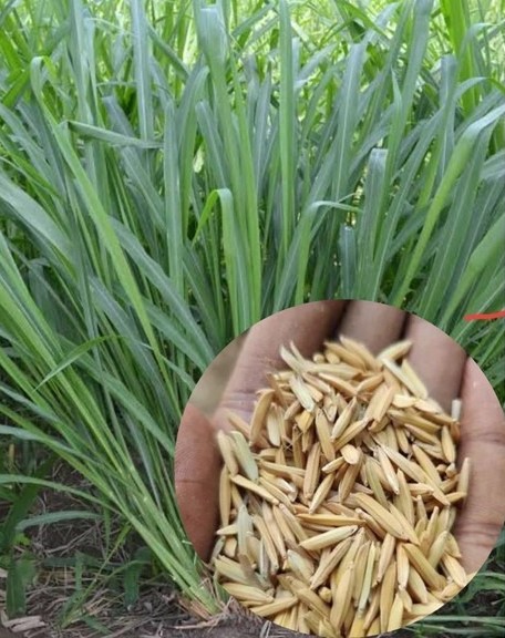 201 grassseed agri care original.jpg