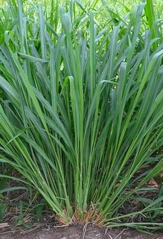 61CHH0suuyL. AC UL495 SR435,495.jpg