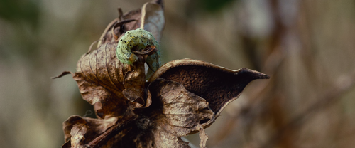 vlcsnap 2026 01 31 15h10m53s185.png