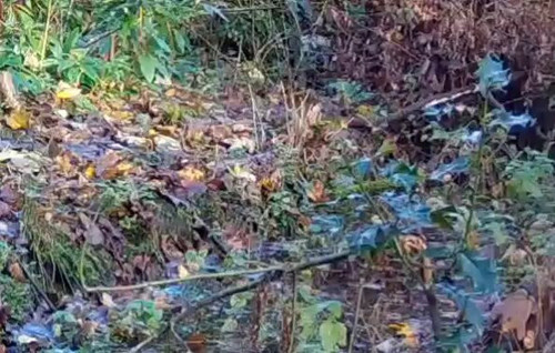 s bafd87sixiiFf5.jpg