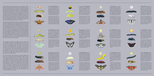 Dominik Eulberg – Lepidoptera 3.png