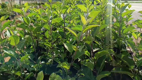 4FP8 KIlYQAQwDxe.jpg