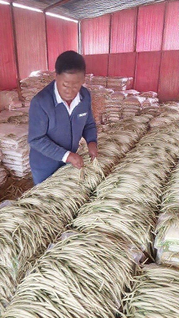 Auction of buffer rice stocks a success – NFA