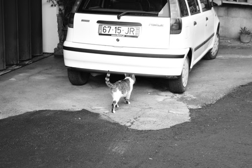 DSC 0050