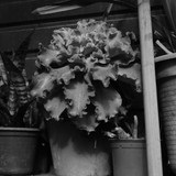 DSC 0060