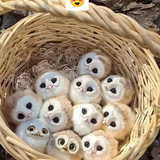Animals you probably haven t seen as babies cutenessoverload babyanimals cutebaby YouTube 12 11 2025.png