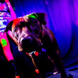 AmandaPLZ EVOL Set1 013