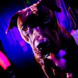 AmandaPLZ EVOL Set1 012